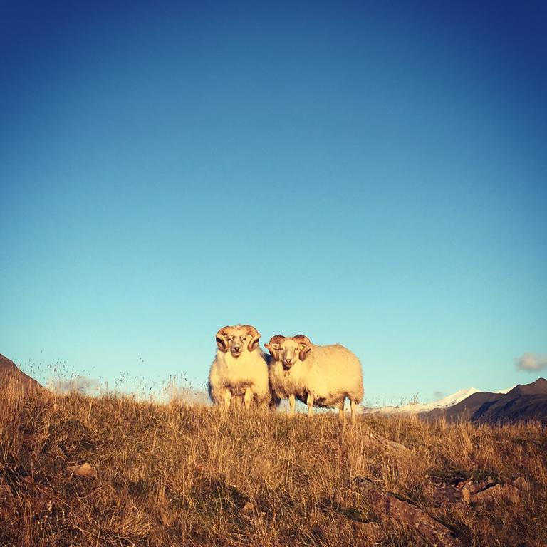 Dynjandi Guesthouse Höfn Buitenkant foto